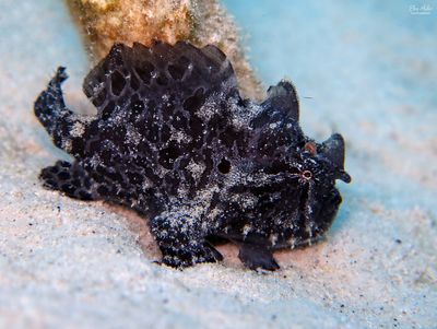 Antennarius scaber