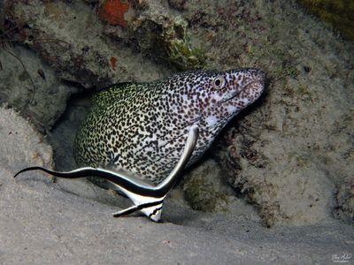Moray & Jackknife