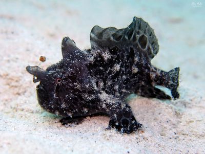 Scabers Frogfish