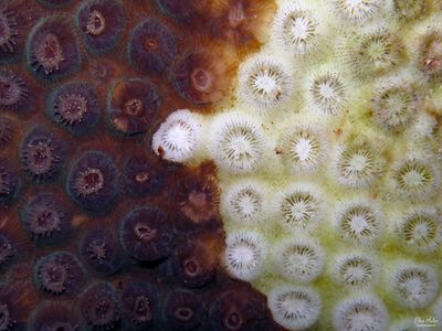 Coral Disease