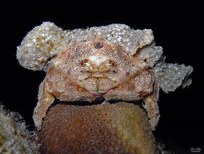 Redeye Sponge Crab