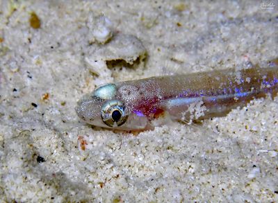 Doubtful Lizardfish
