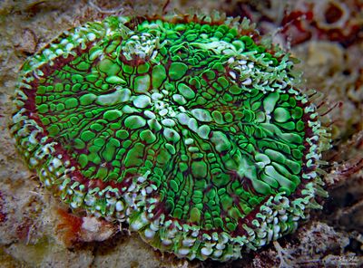 Knobby Cactus Coral