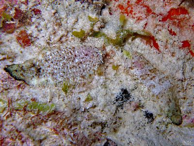 2 Caribbean Tonguefish
