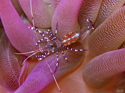Spotted Cleaner Shrimp at Night