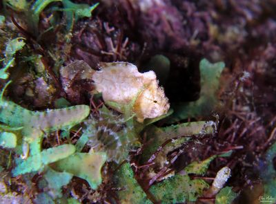 Dwarf Frogfish