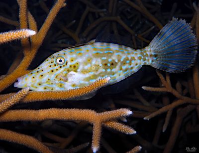 Scrawled Filefish