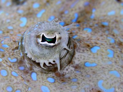 Peacock Flounder Eye