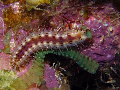 Harmothoe quadrituberculata