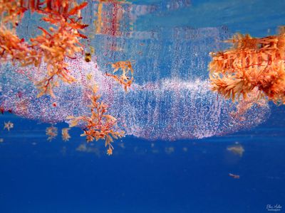 Diamondback Squid Egg Case