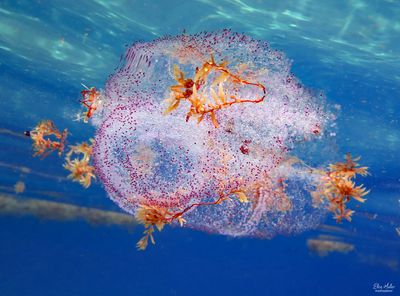 Diamondback Squid Egg Case