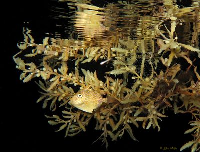 Pygmy Filefish in Sargassum