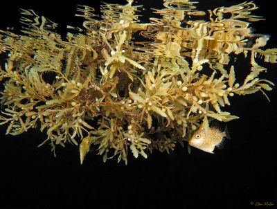 Pygmy Filefish in Sargassum