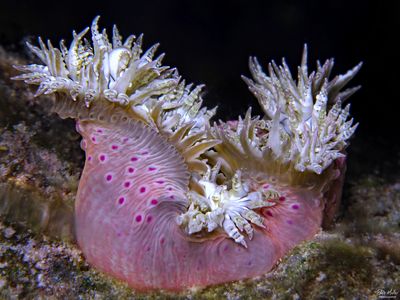 Beaded Anemone