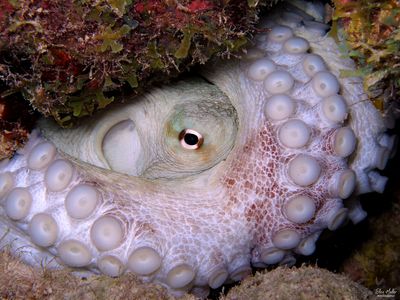Insular Octopus