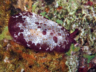 Warty Sidegill Slug