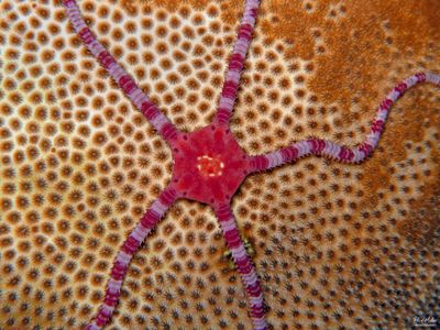Ruby Brittle Star