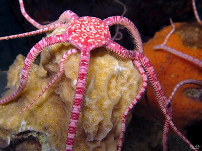 Brittle Star Spawning