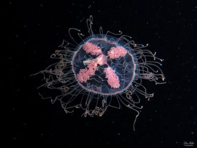 Olindias muelleri