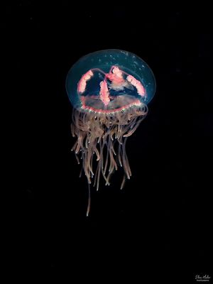 Olindias muelleri