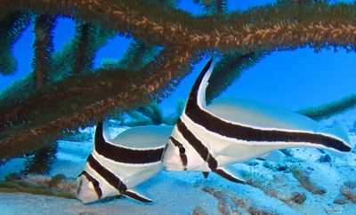 Jackknife Fish