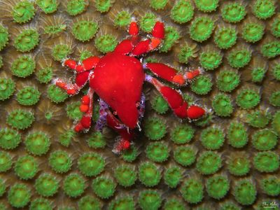 Teardrop Crab