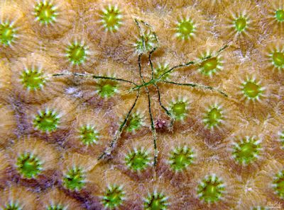 Sea Spider