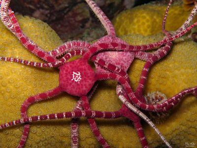 Ruby Brittle Stars