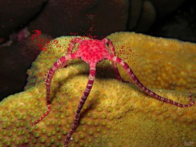 Ruby Brittle Star Spawning