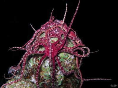 Ruby Brittle Stars