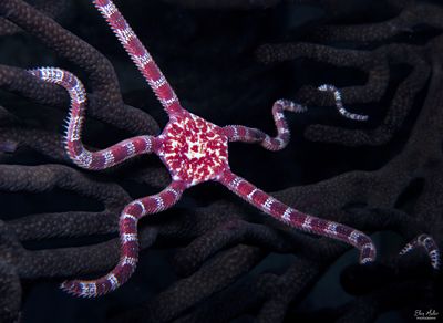 Ruby Brittle Star