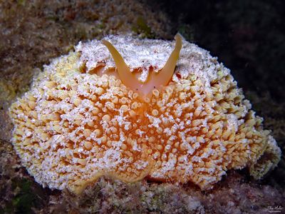 Umbrella Slug