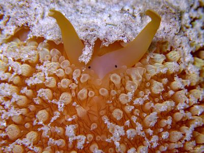 Umbraculum 