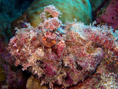 Spotted Scorpionfish