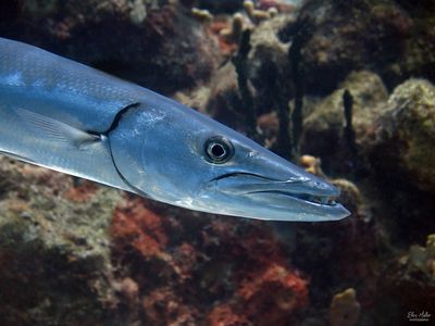 Barracuda