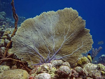 Sea Fan