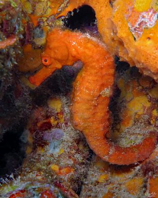 October Seahorse
