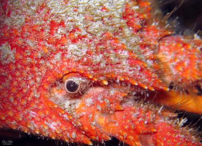 Copper Lobster Eye