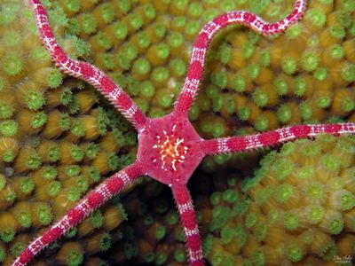 Ruby Brittle Star