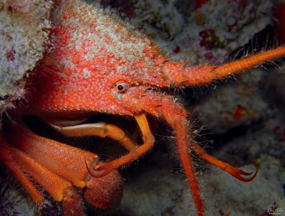 Copper Lobster