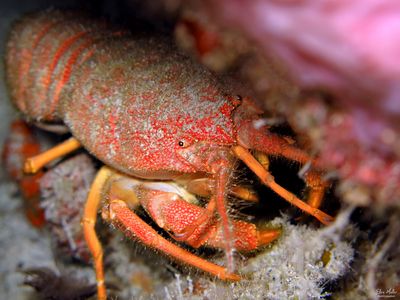 Copper Lobster