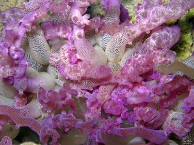 Anemone Disease