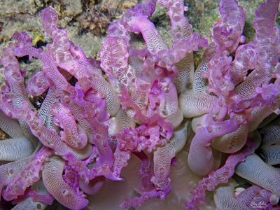 Anemone Disease