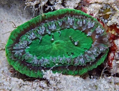 Artichoke Coral & Shrimp