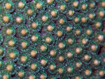 Coral Eggs Setting