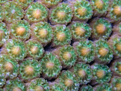 Coral Eggs Setting