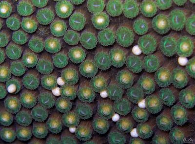 Coral Eggs