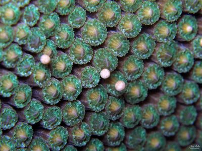 Coral Eggs