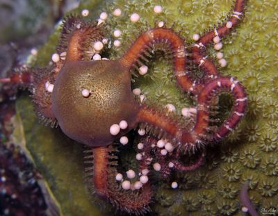 Brittle Star & Lobed Star Coral Eggs