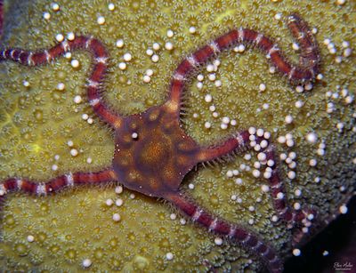 Brittle Star & Lobed Star Coral Eggs